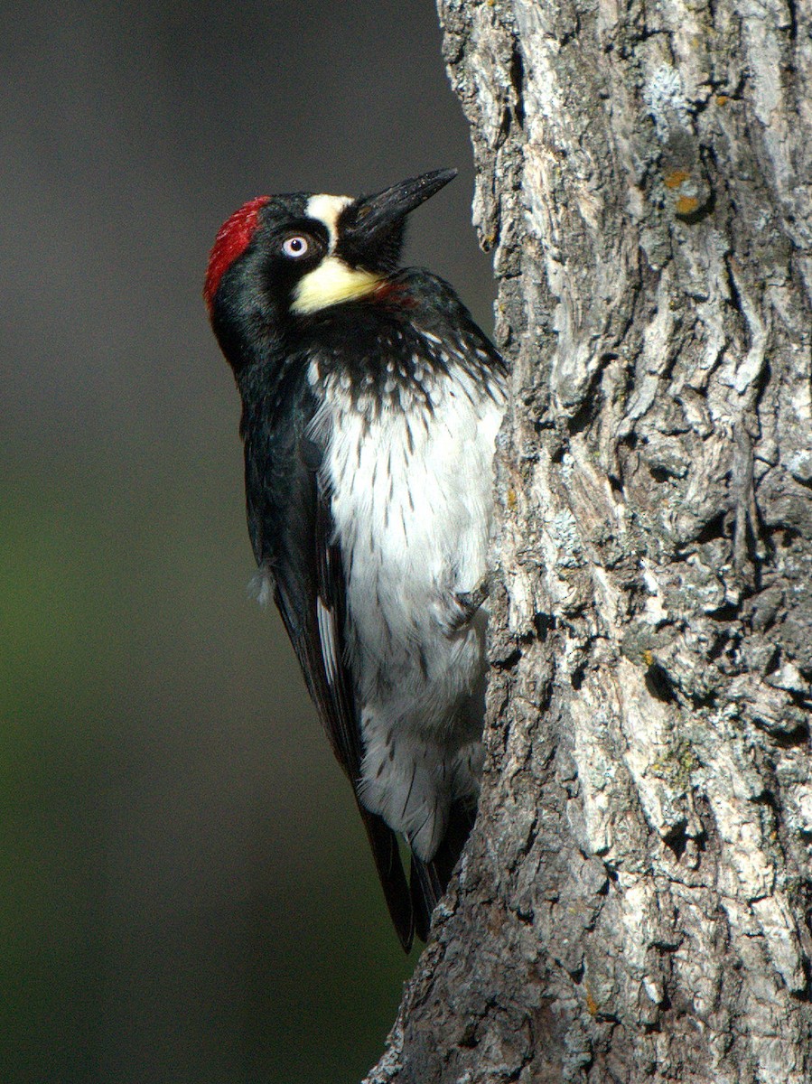 Acorn Woodpecker - ML613979765
