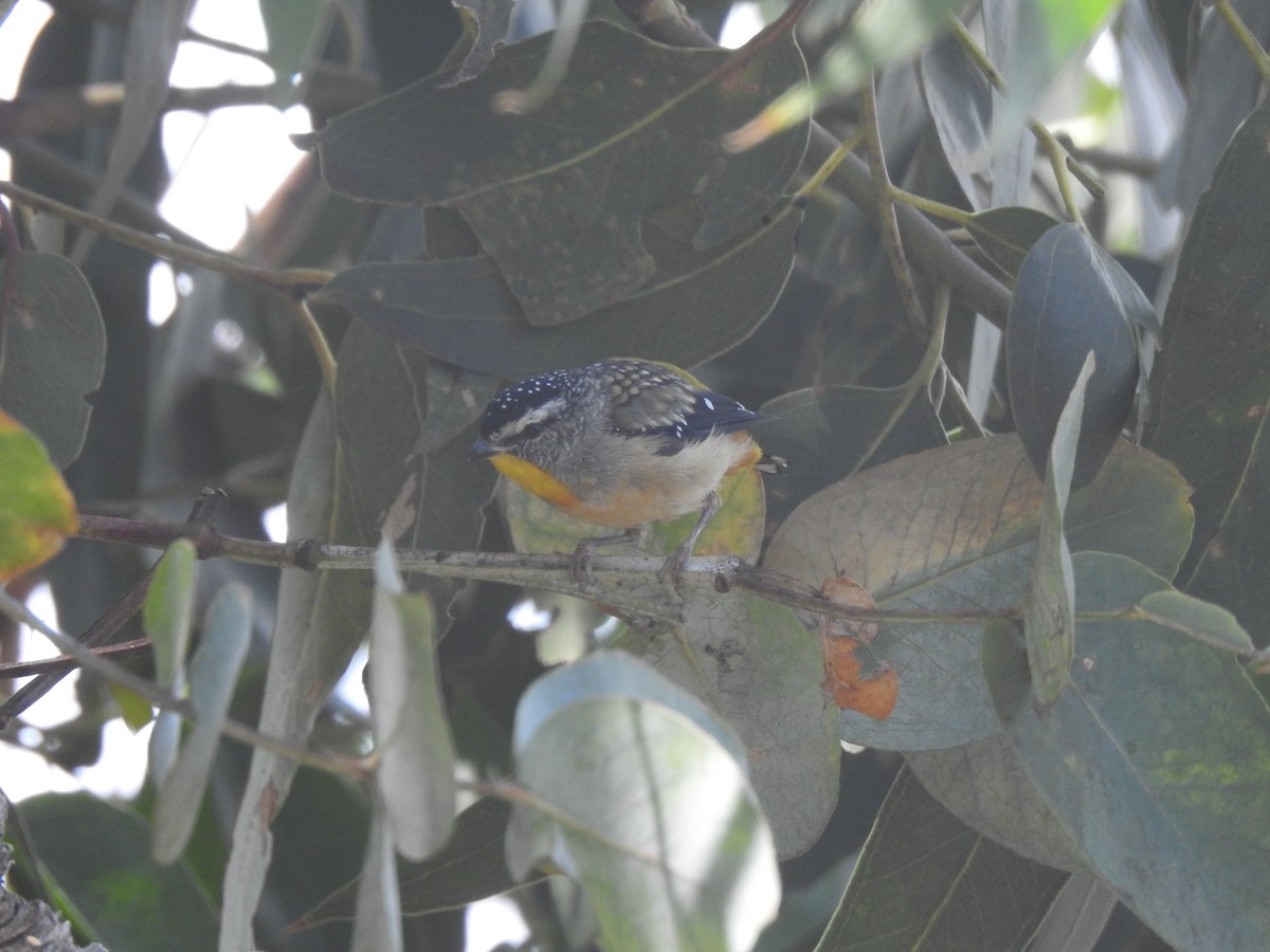 Spotted Pardalote - ML613979822