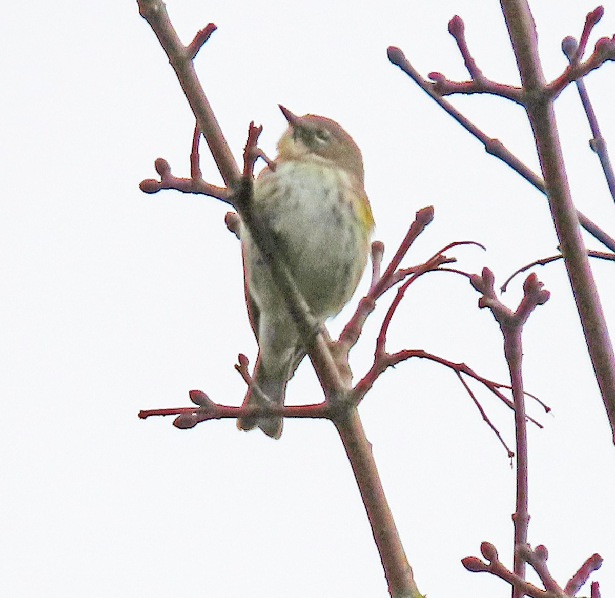 Yellow-rumped Warbler - ML613979835