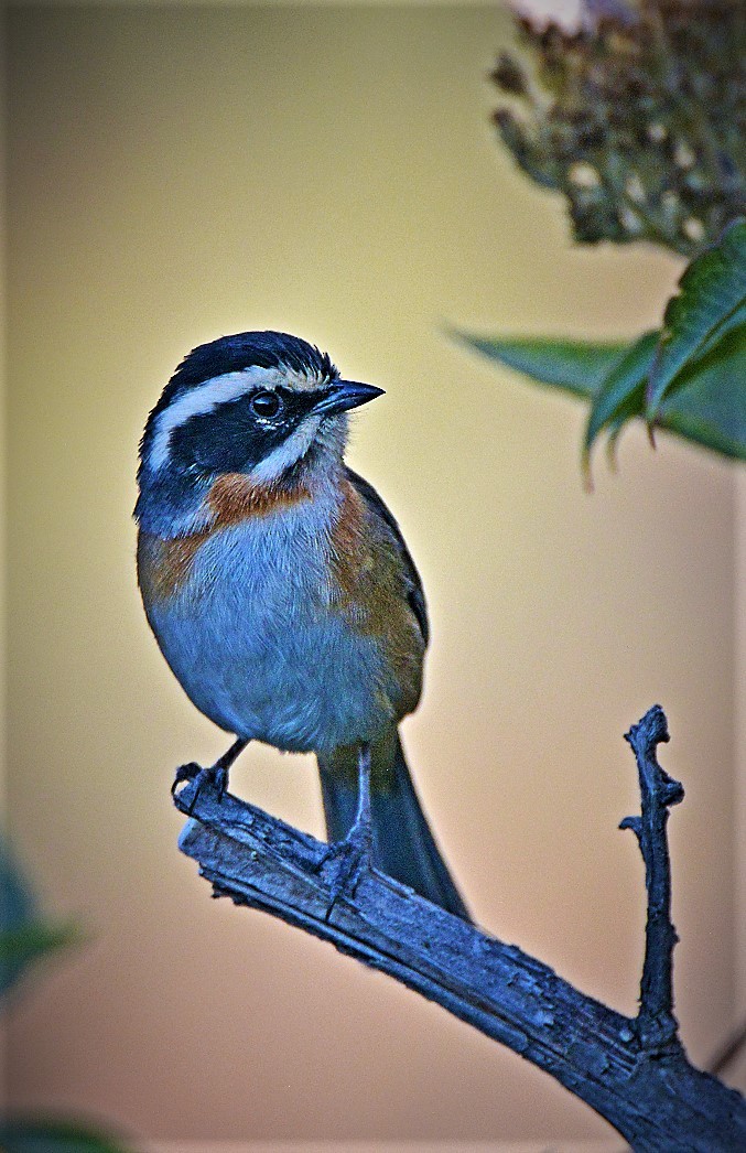 Plain-tailed Warbling Finch - ML613979842