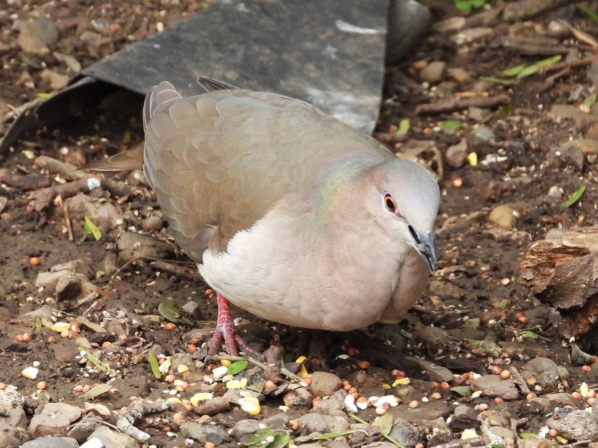 White-tipped Dove - ML613979873