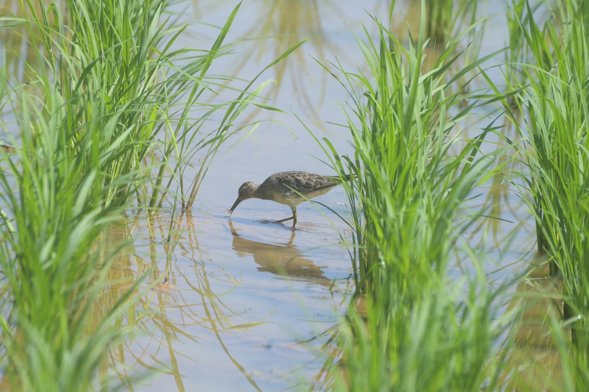 Pectoral Sandpiper - ML613979877