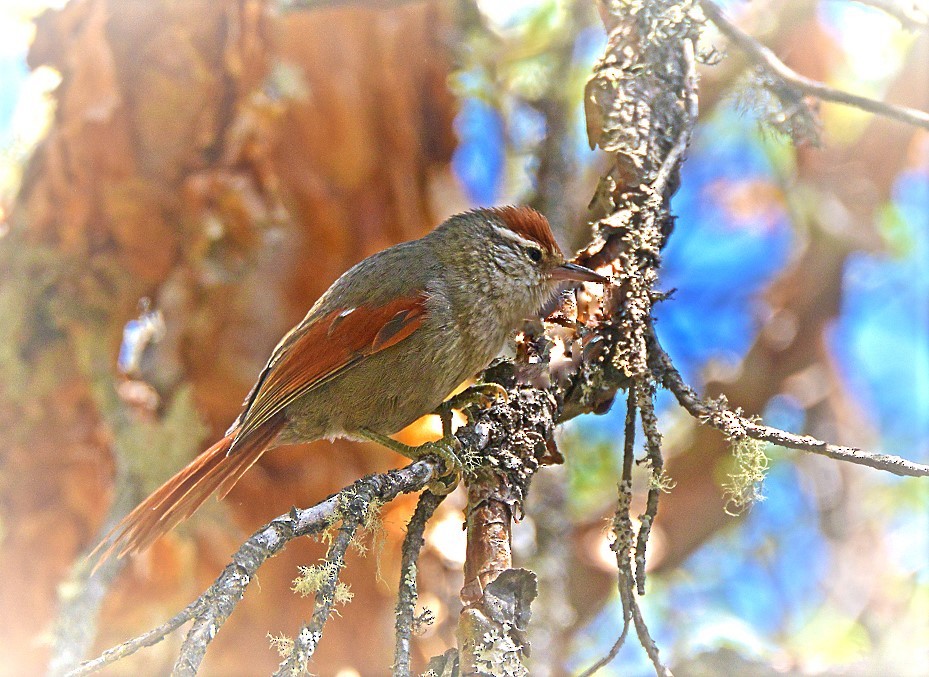 Line-cheeked Spinetail - ML613979899