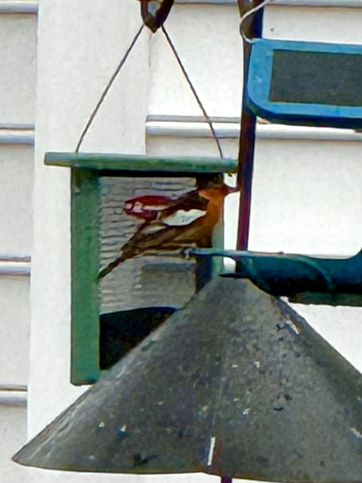 Bullock's Oriole - ML613980006