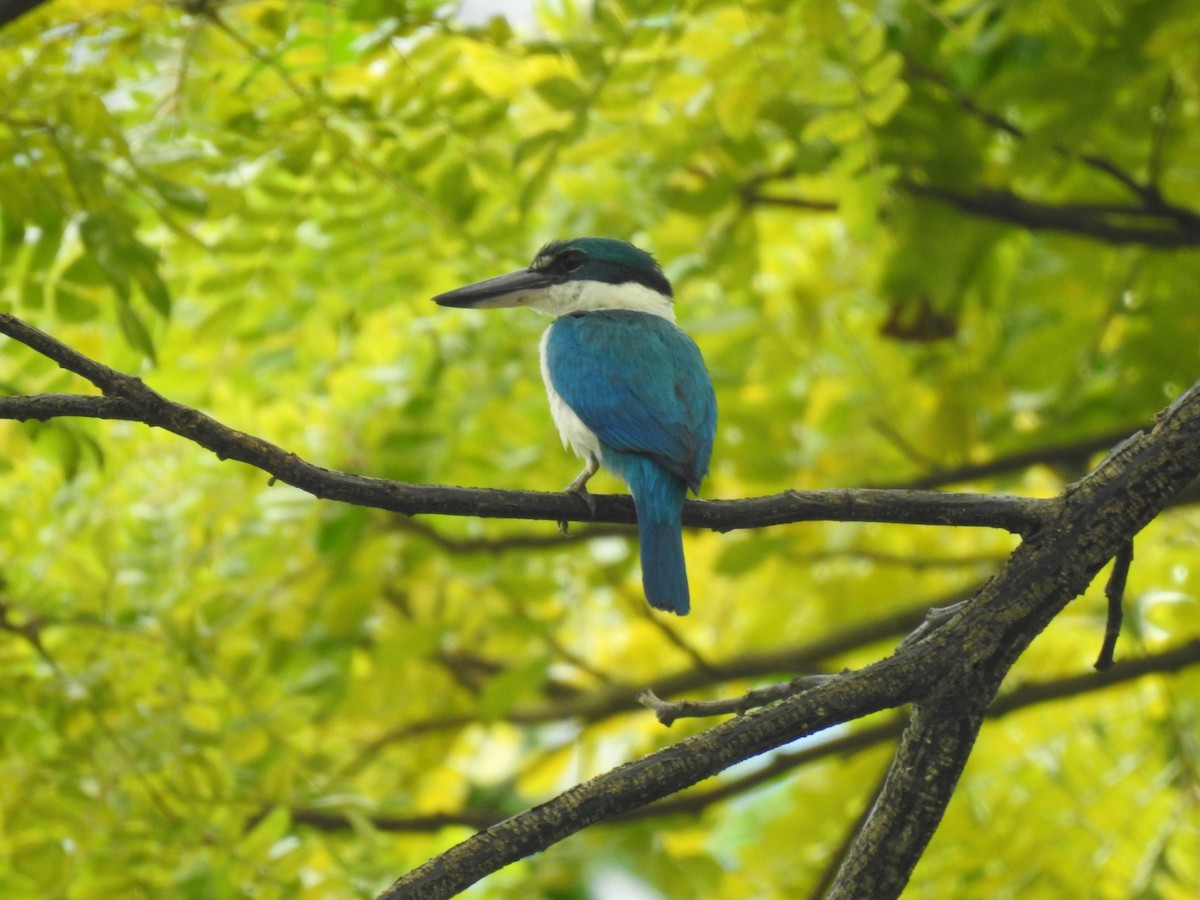 Collared Kingfisher - ML613980024