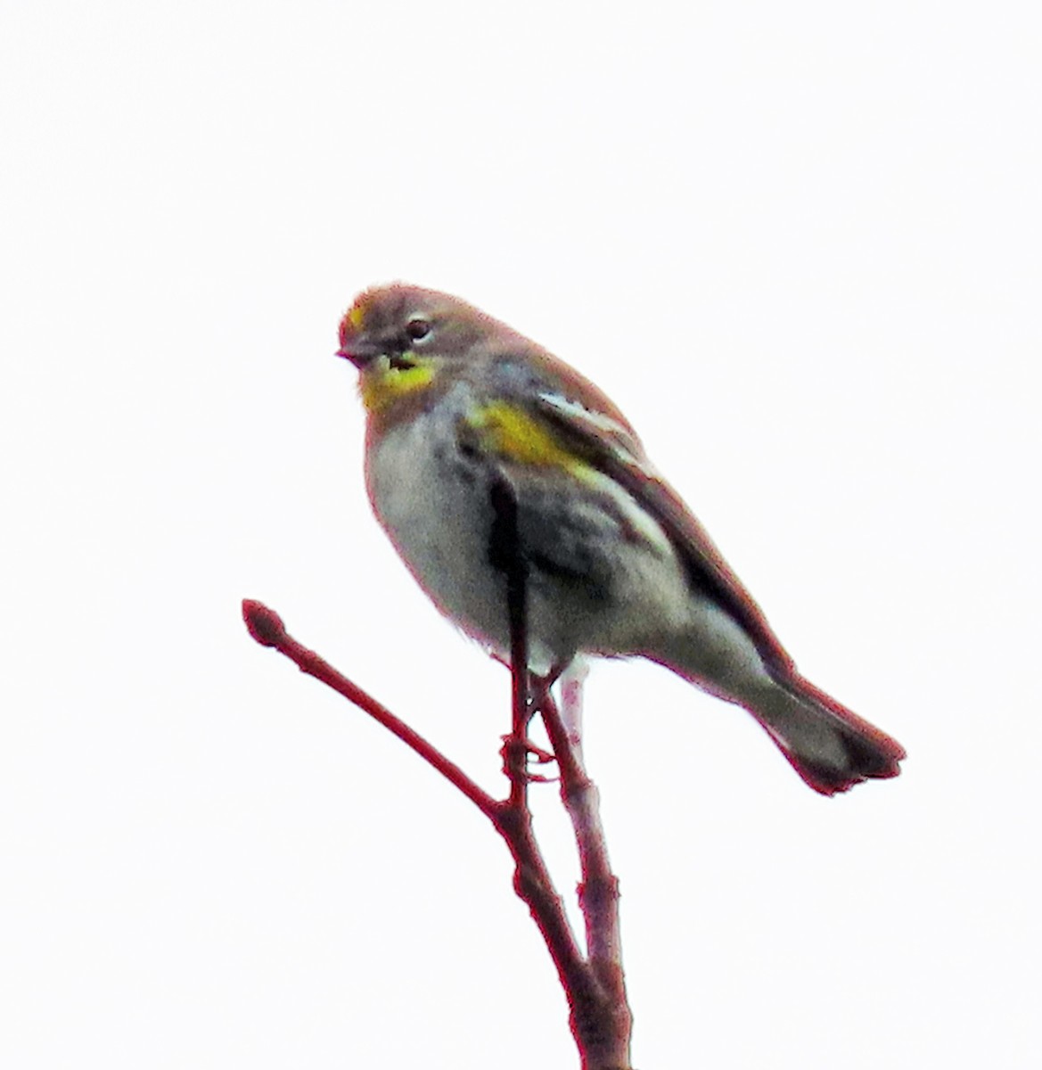 Yellow-rumped Warbler - Jim Scott