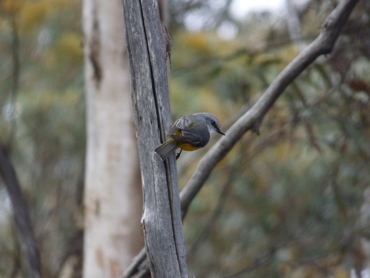 Western Yellow Robin - Arnau Pedrocchi