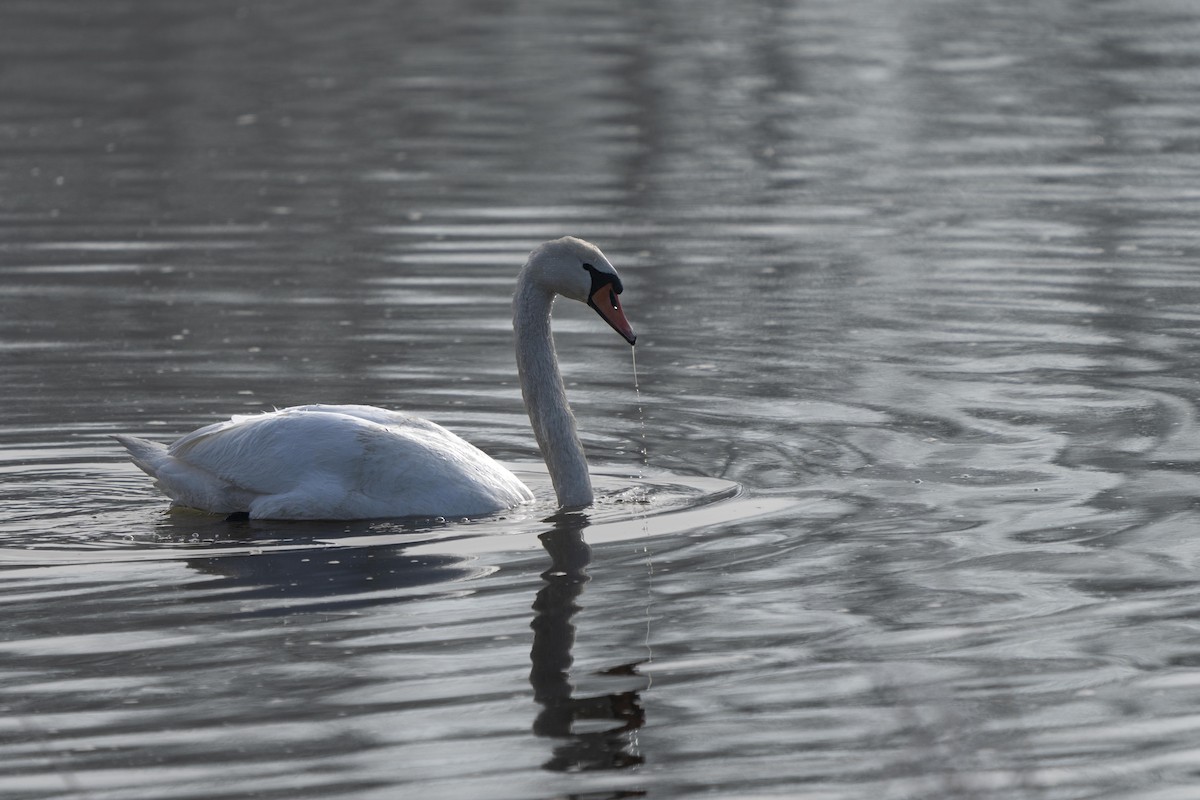 Mute Swan - ML613980063