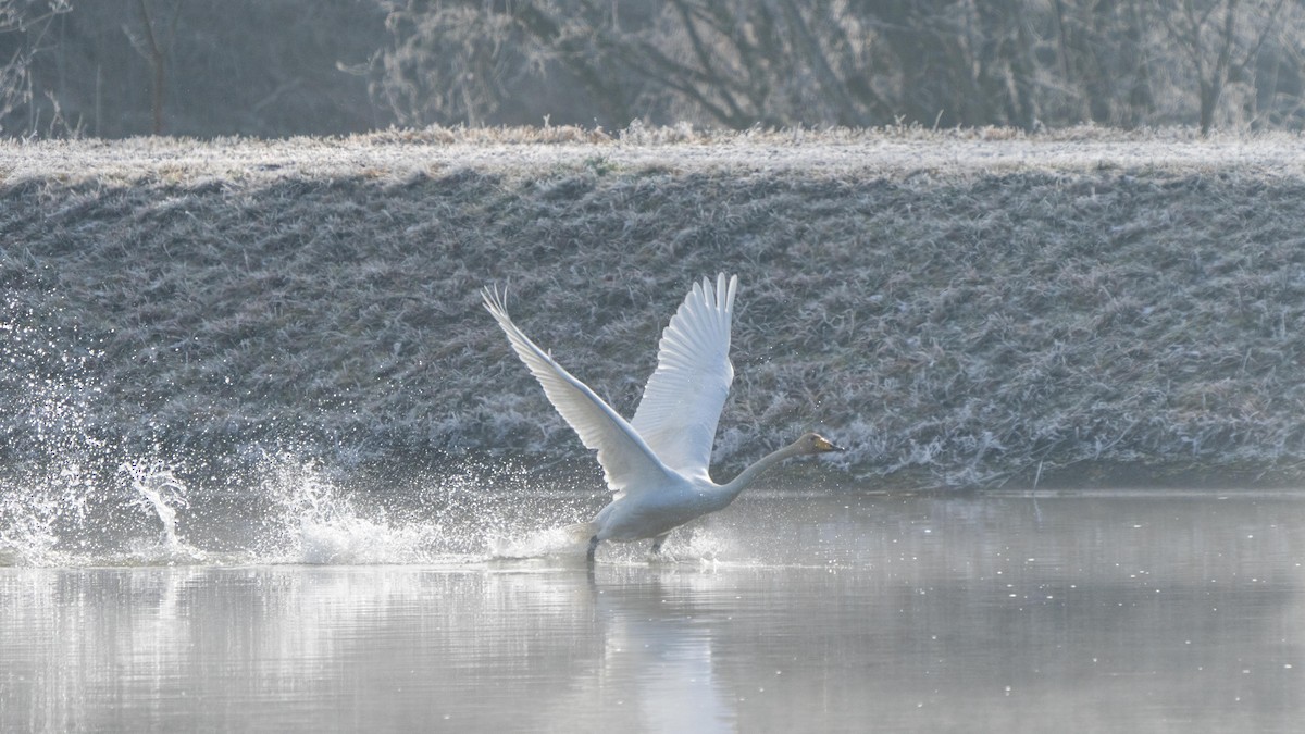 Whooper Swan - ML613980067