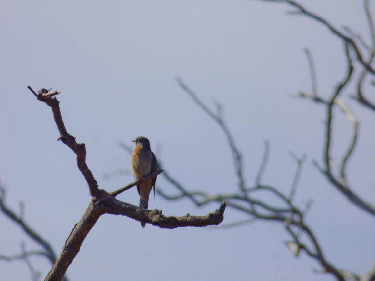 Fan-tailed Cuckoo - ML613980086