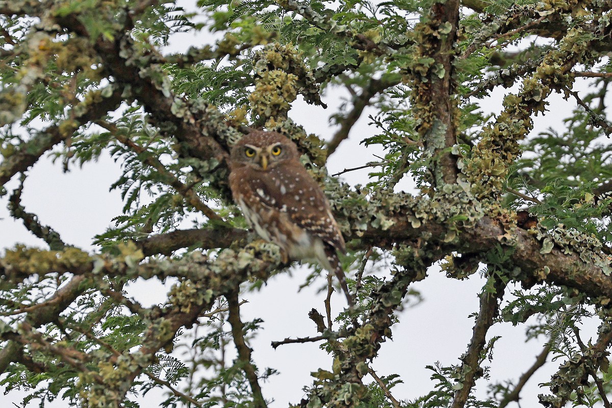 Pearl-spotted Owlet - ML613980093