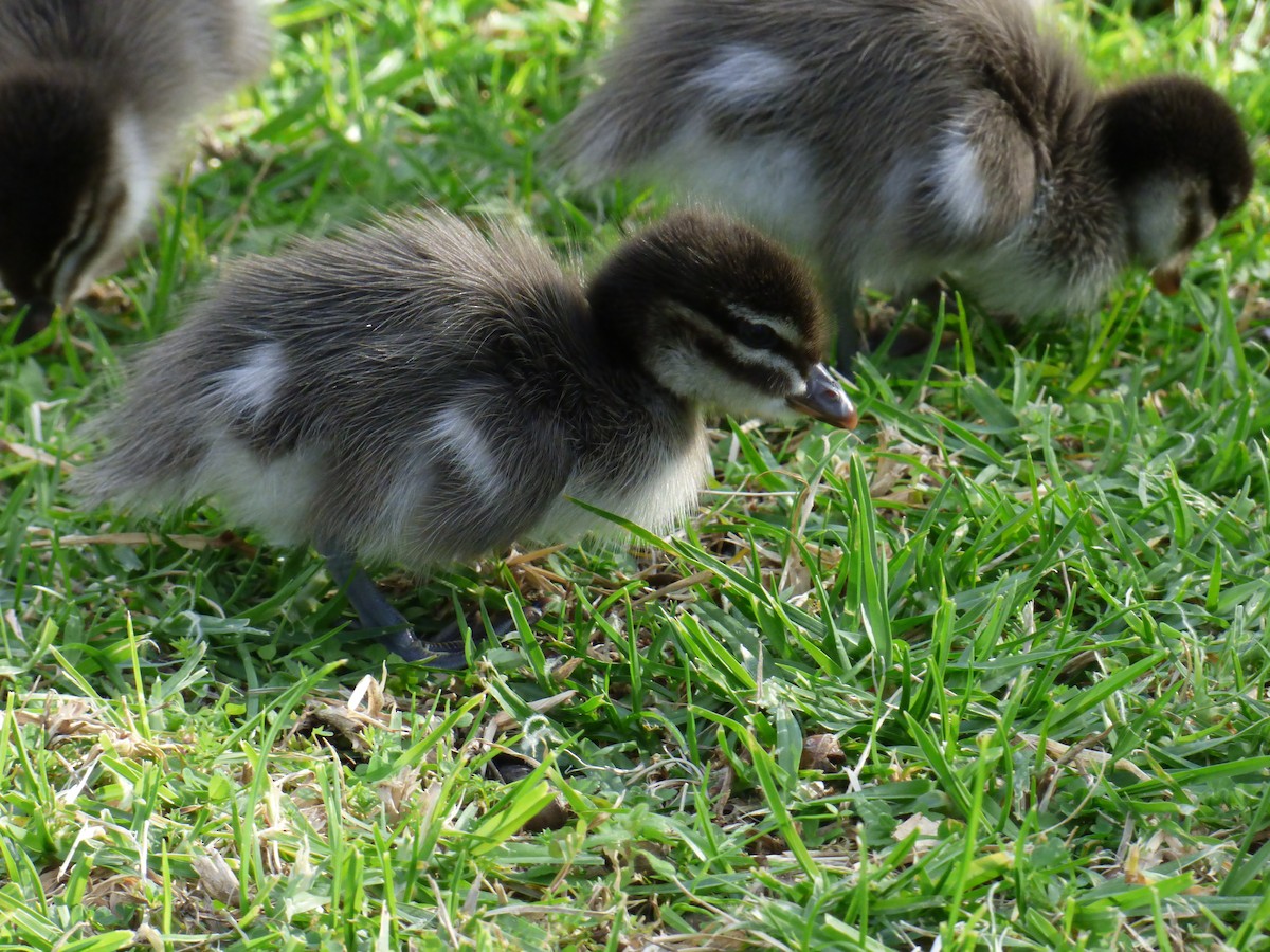 Maned Duck - ML613980099