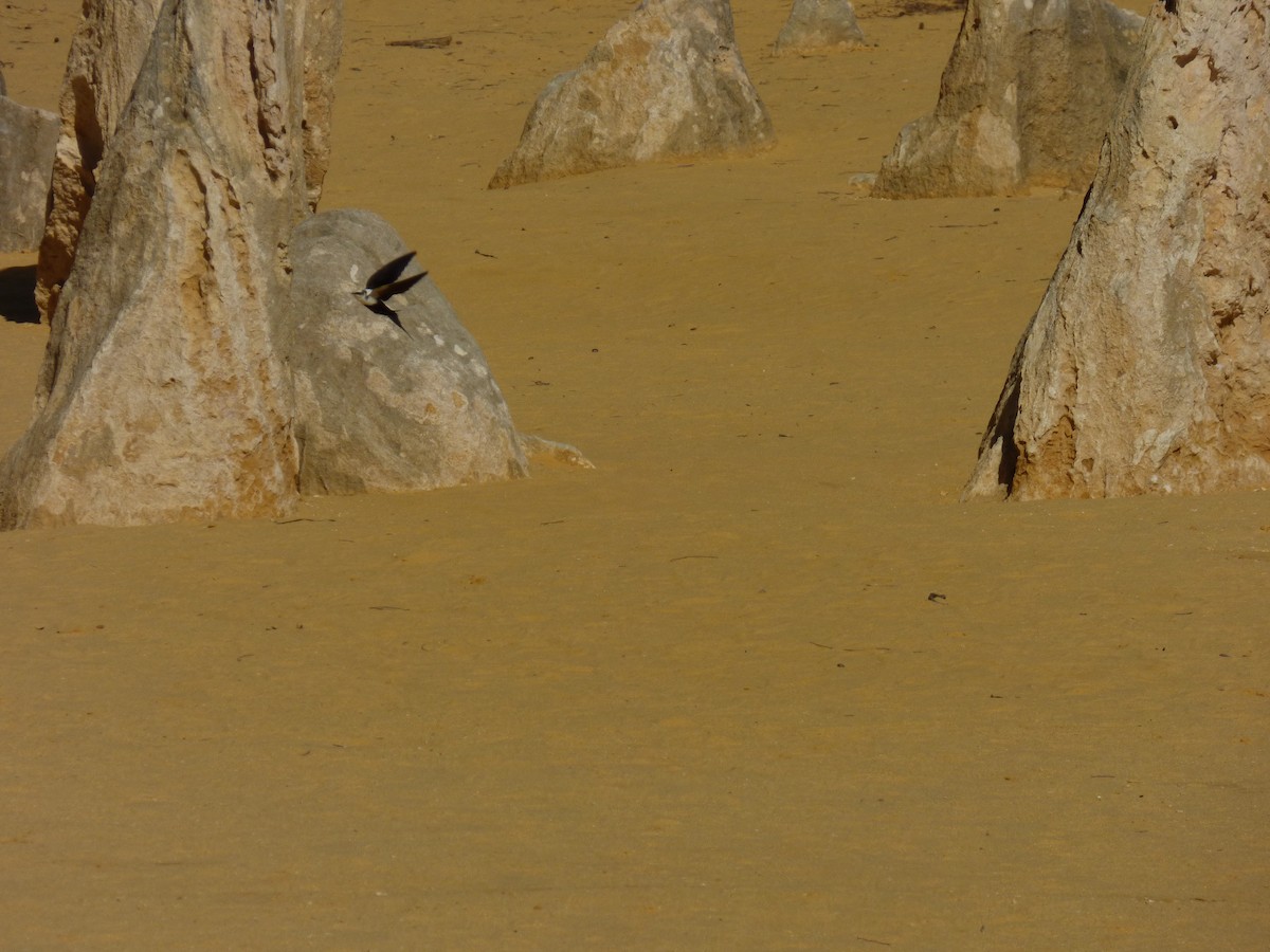 White-backed Swallow - Arnau Pedrocchi