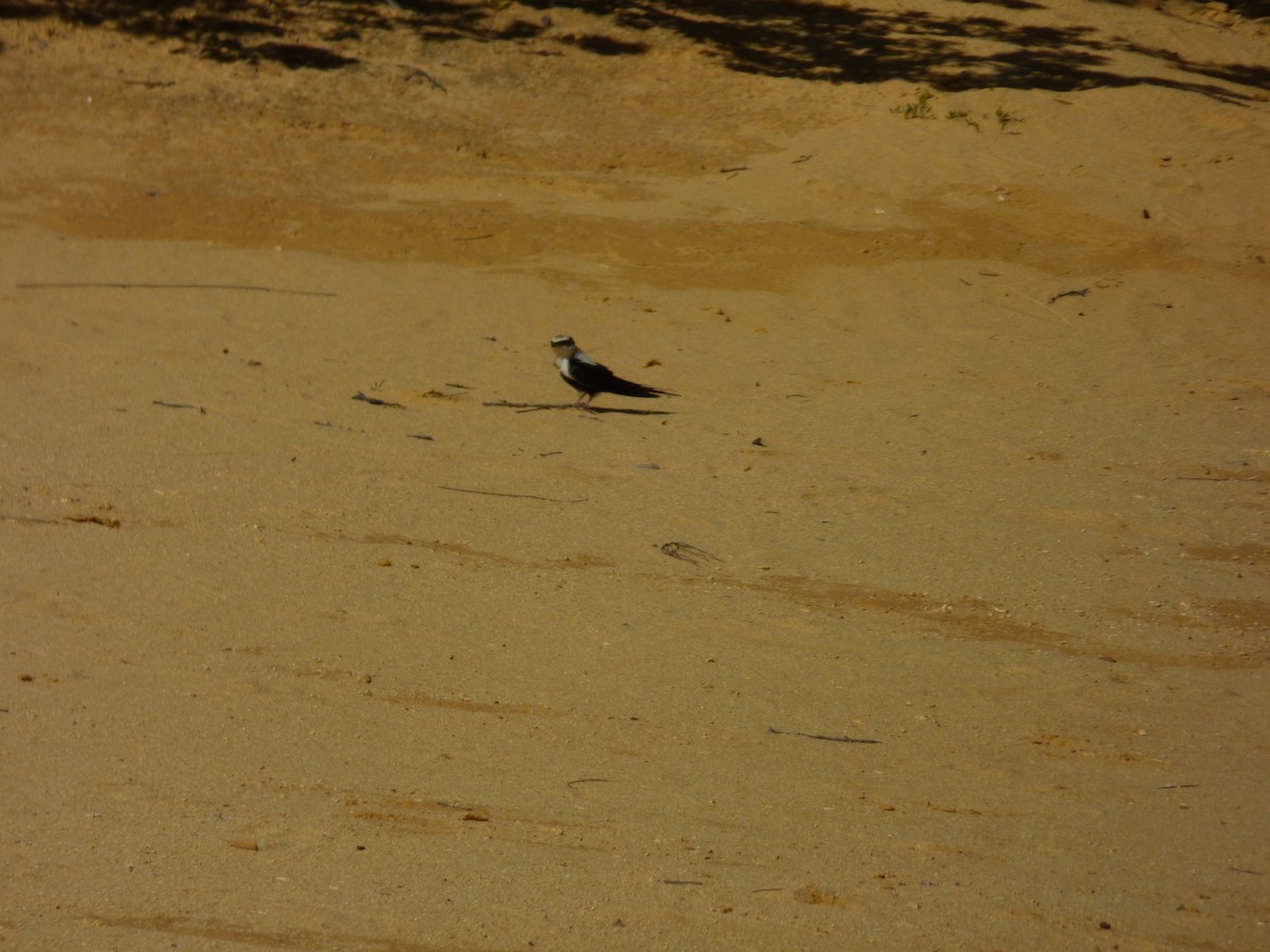 White-backed Swallow - Arnau Pedrocchi