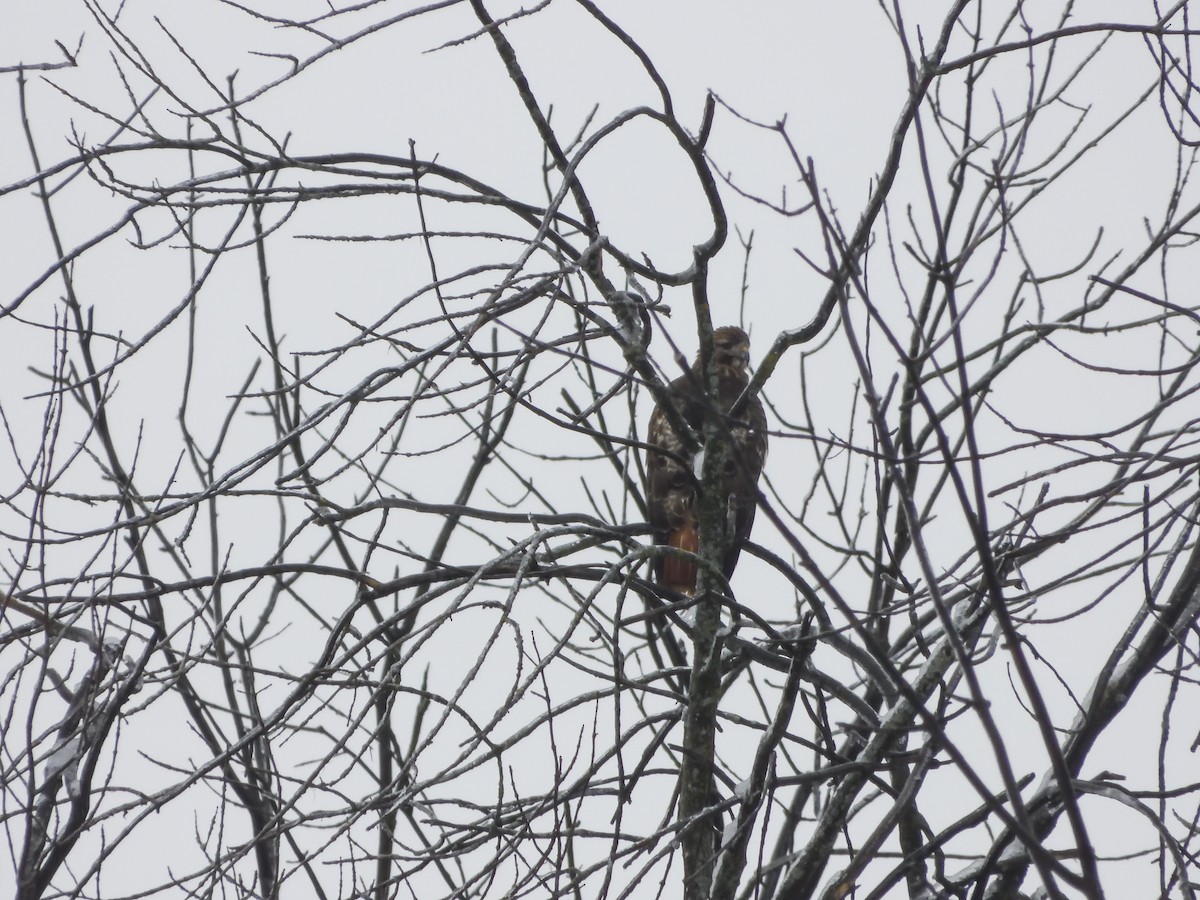 Red-tailed Hawk - ML613980234