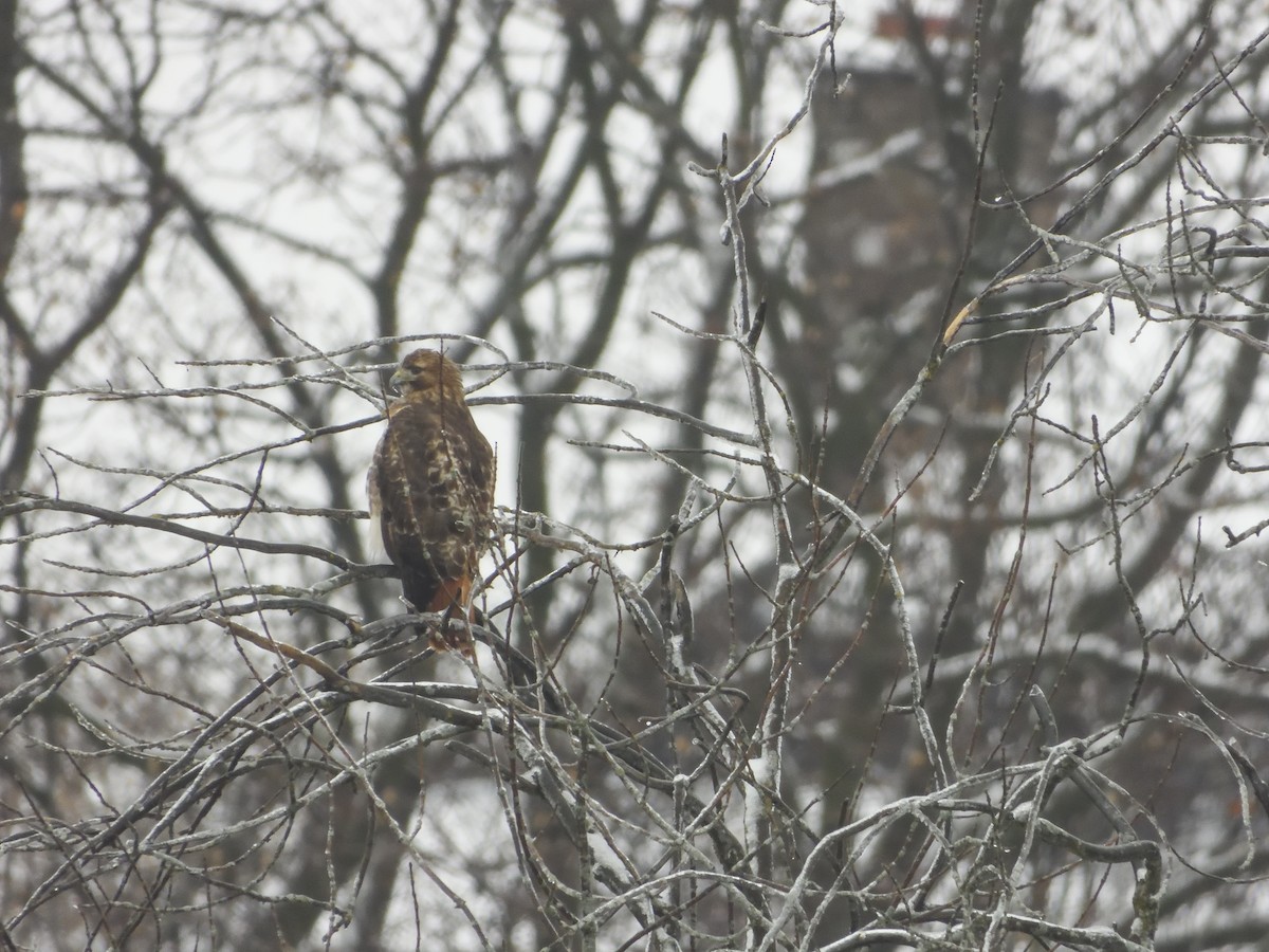 Red-tailed Hawk - ML613980235