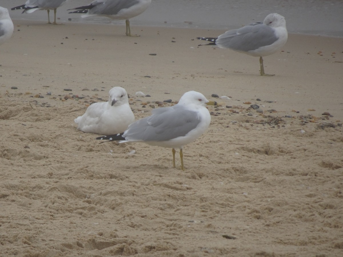 Iceland Gull - Peggy Blair