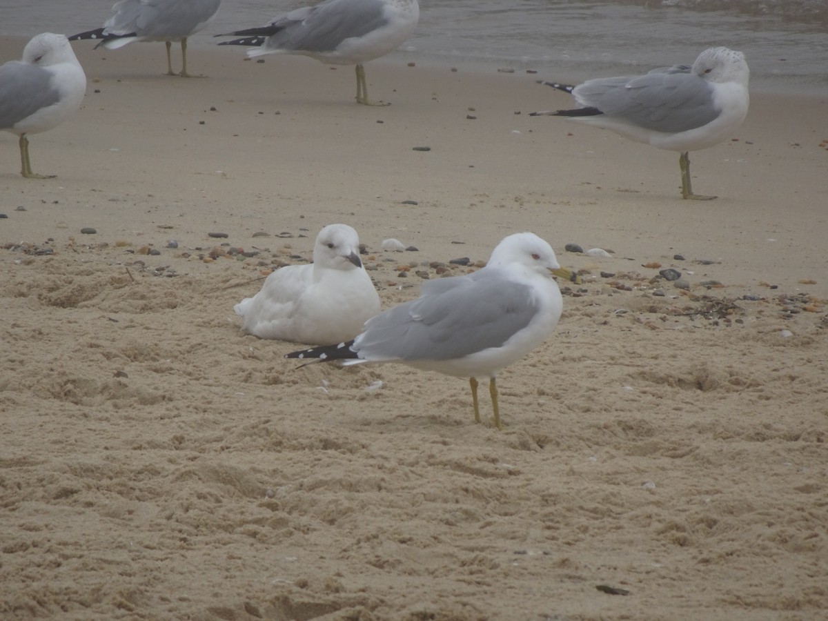 Iceland Gull - Peggy Blair