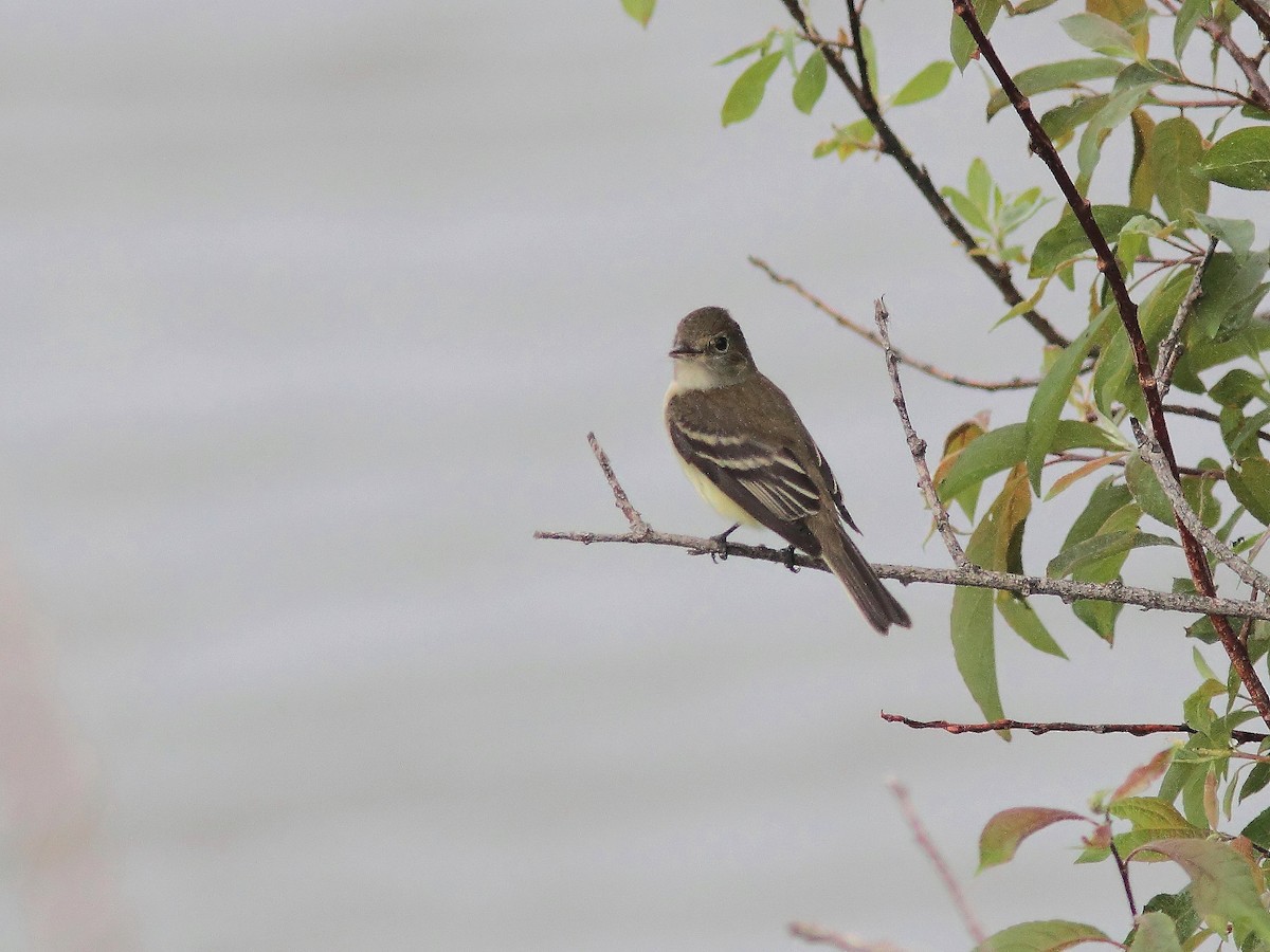 Alder Flycatcher - ML61398031