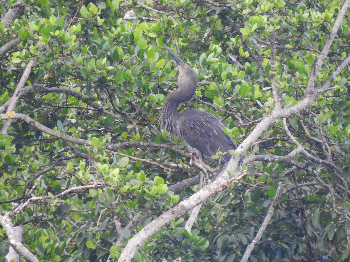 Great-billed Heron - ML613980332