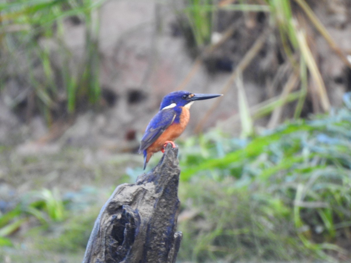 Azure Kingfisher - ML613980407