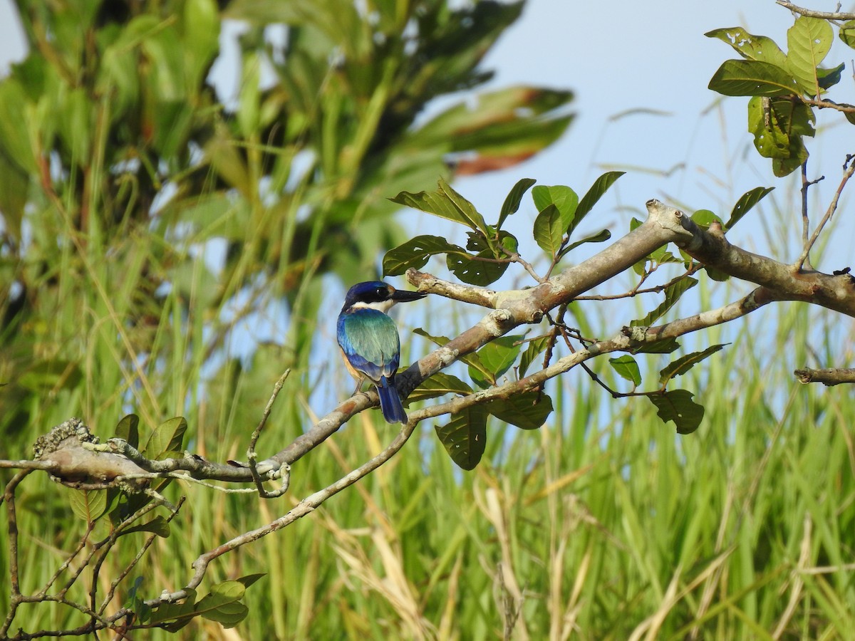 Forest Kingfisher - ML613980432