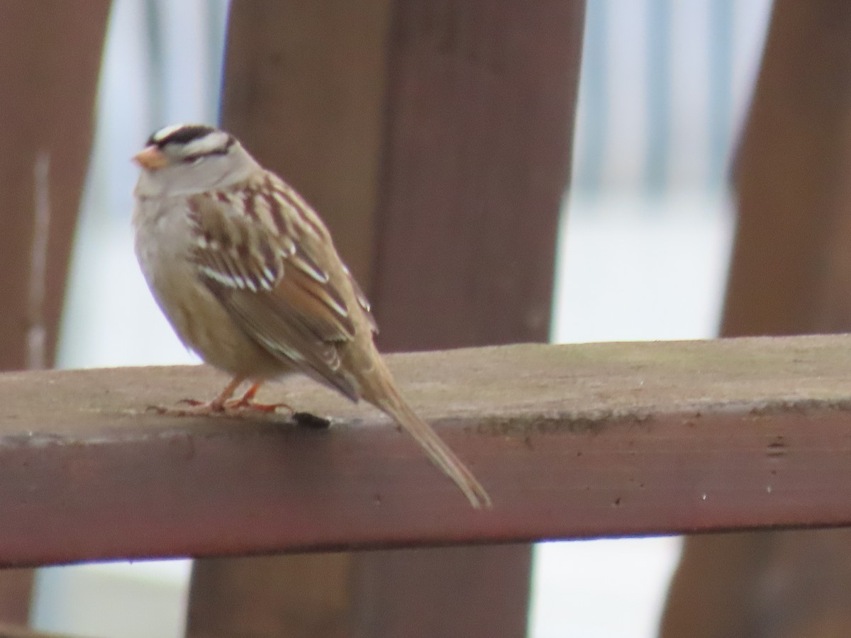 White-crowned Sparrow - ML613980437
