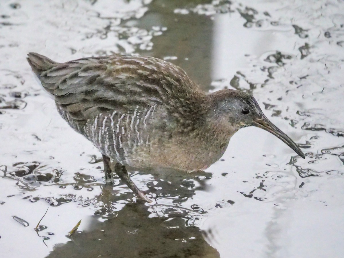 Clapper Rail (Atlantic Coast) - Roger Horn