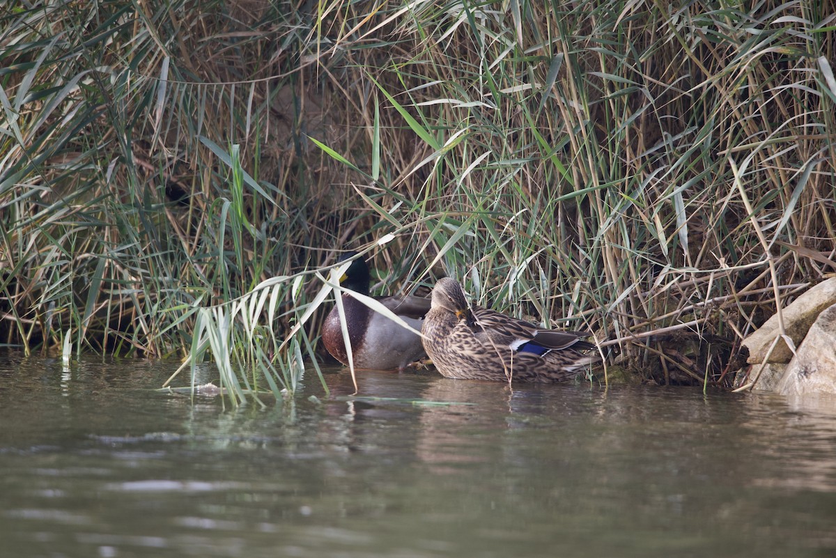 Mallard - ML613980557