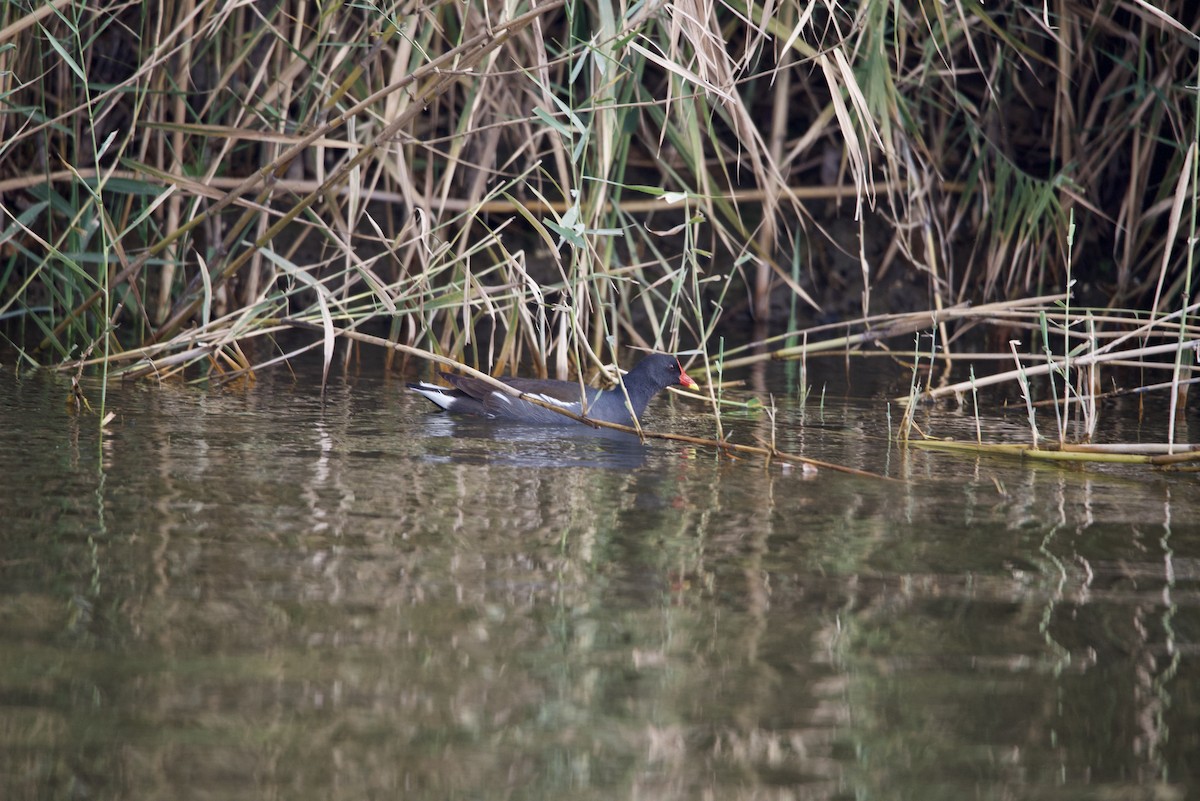 Eurasian Moorhen - ML613980571