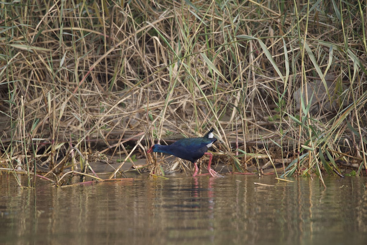 African Swamphen - ML613980574