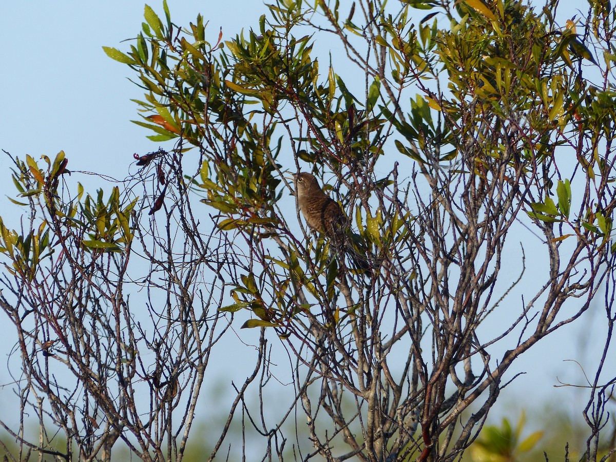 Zapata Wren - ML613980576