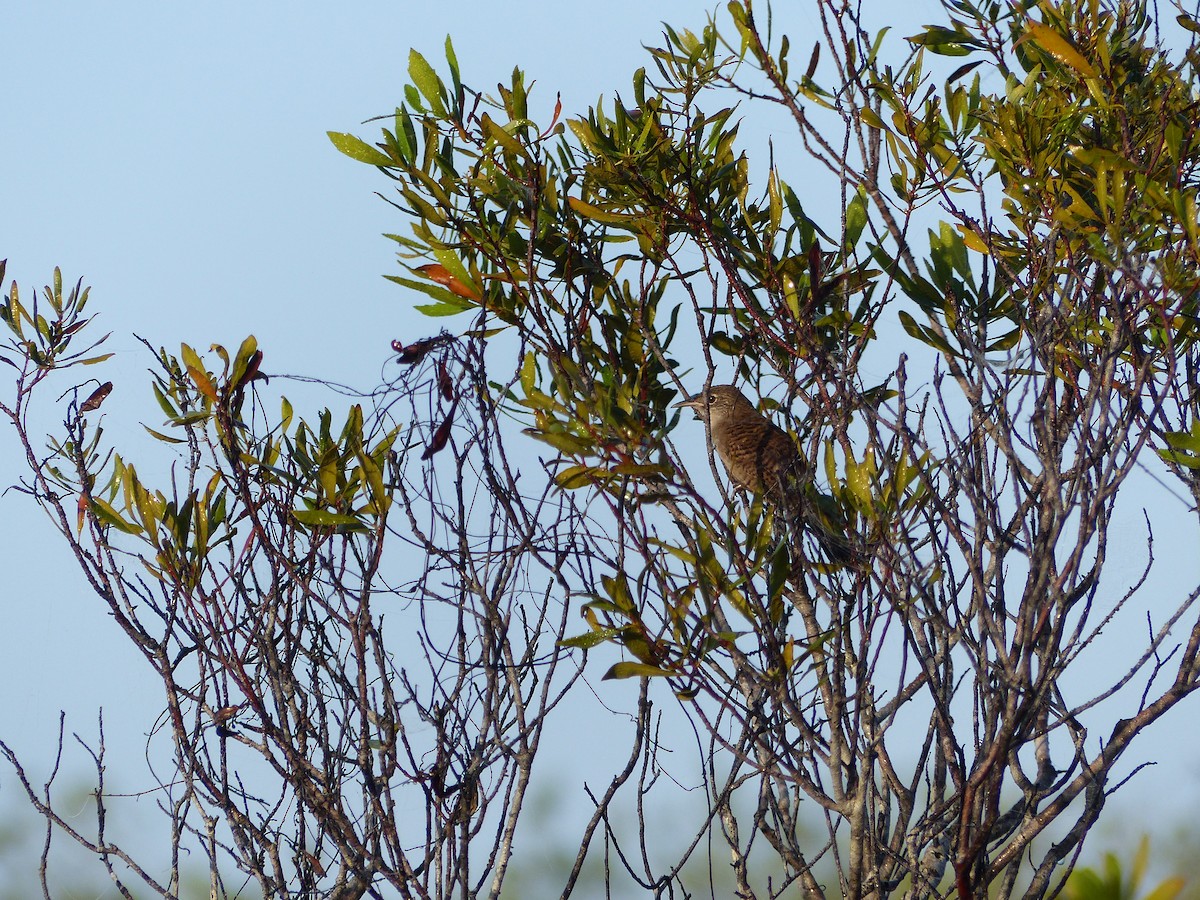 Zapata Wren - ML613980577