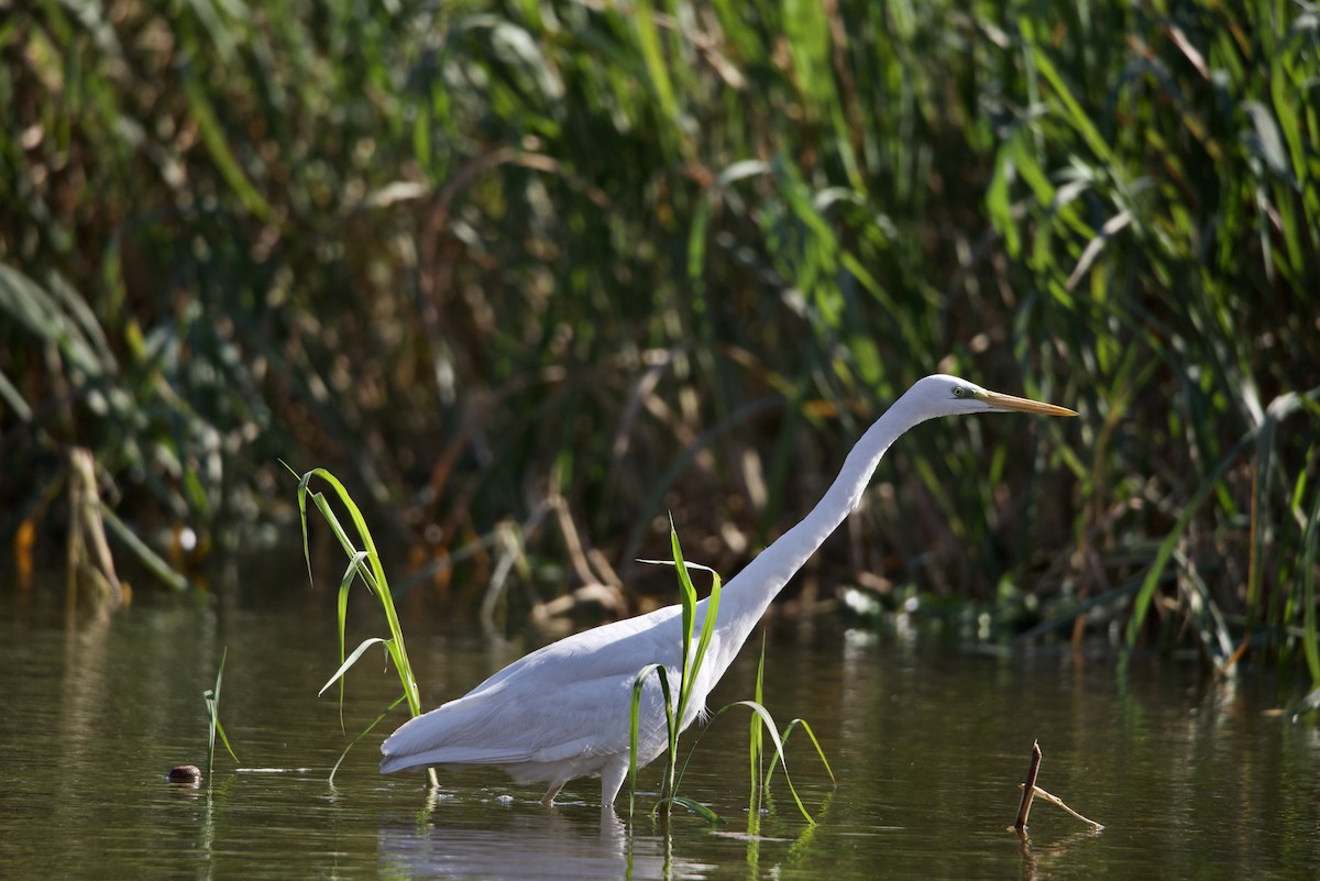 Great Egret - Mansour Elkerdany