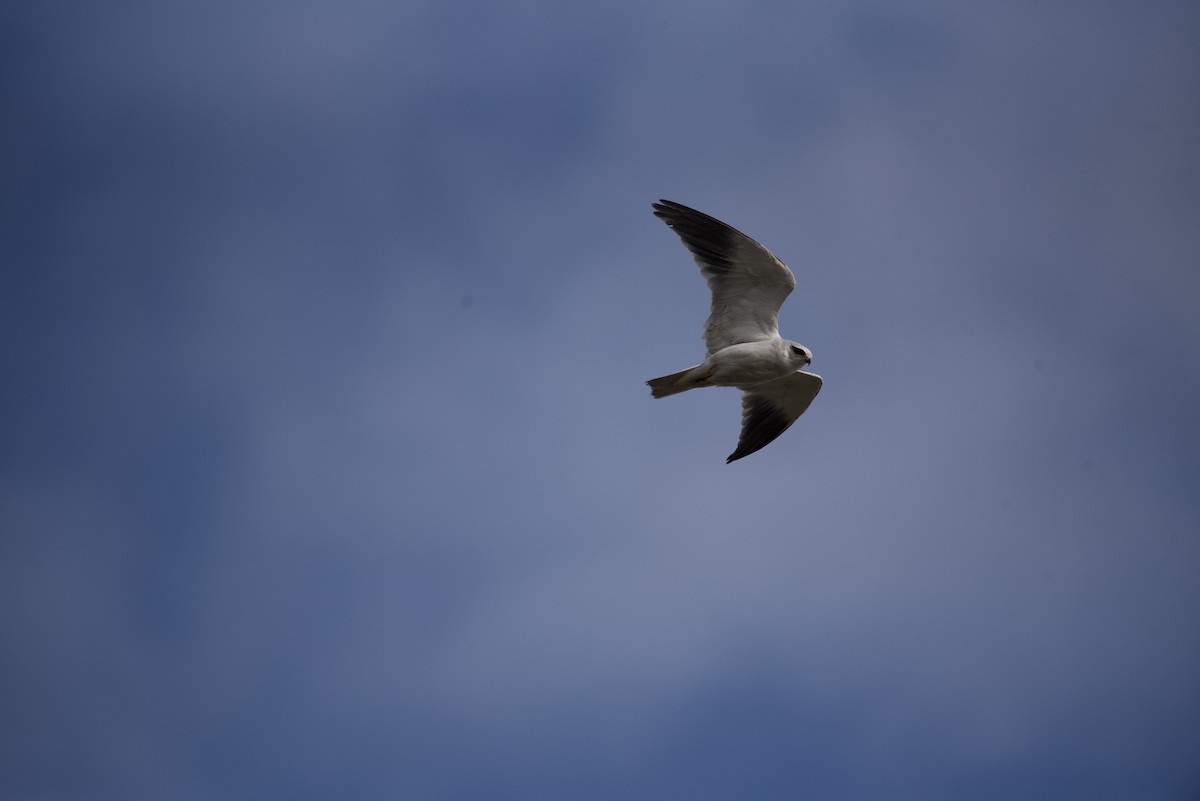Black-winged Kite - Mansour Elkerdany
