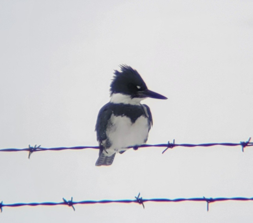 Belted Kingfisher - David Schrab