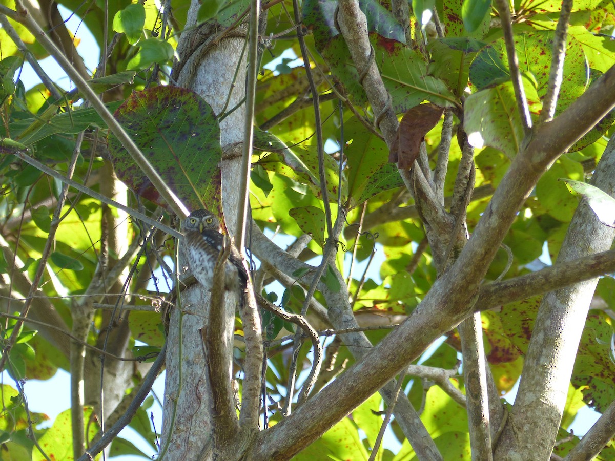 Cuban Pygmy-Owl - ML613980696
