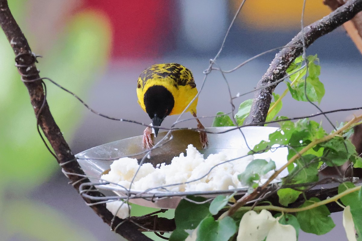 Village Weaver (Layard's) - ML613980716