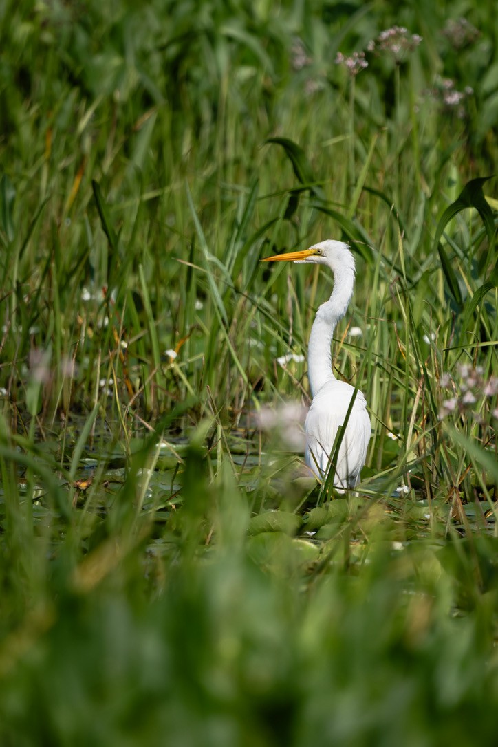 Great Egret - Christopher Paterson