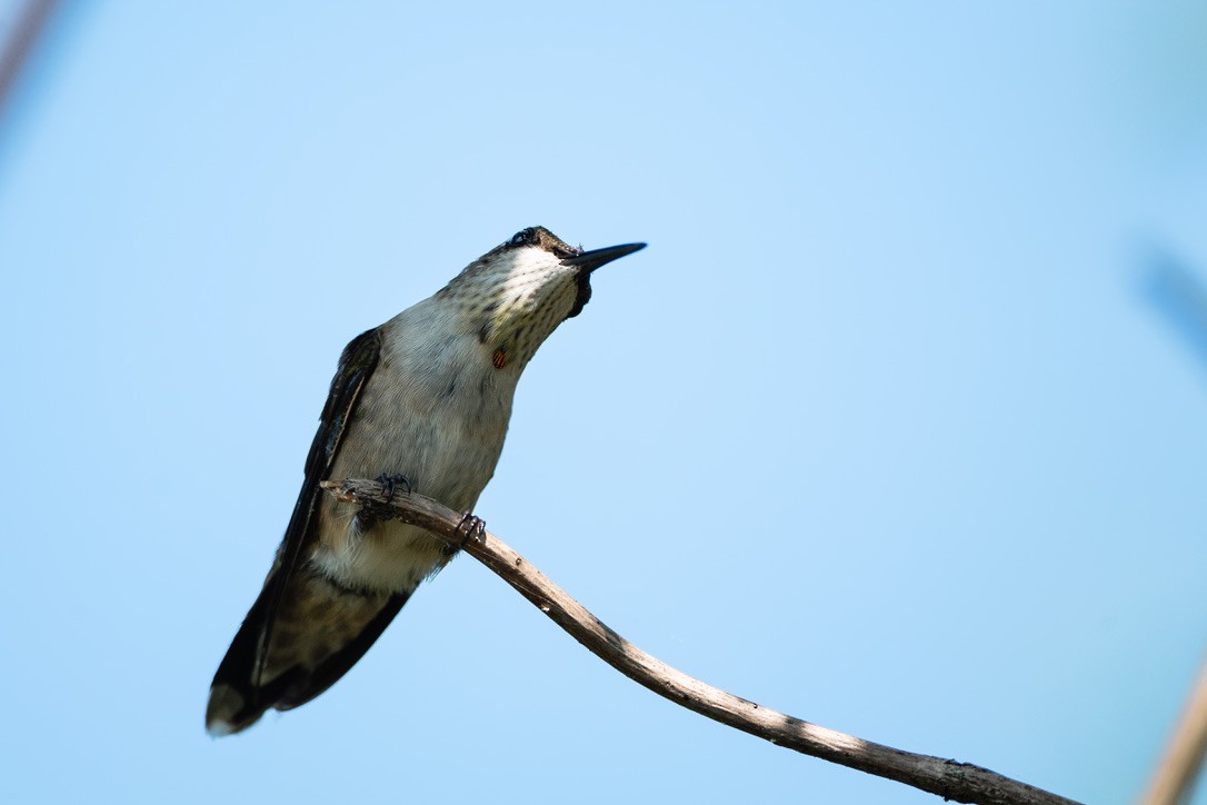 Colibrí Gorjirrubí - ML613980806