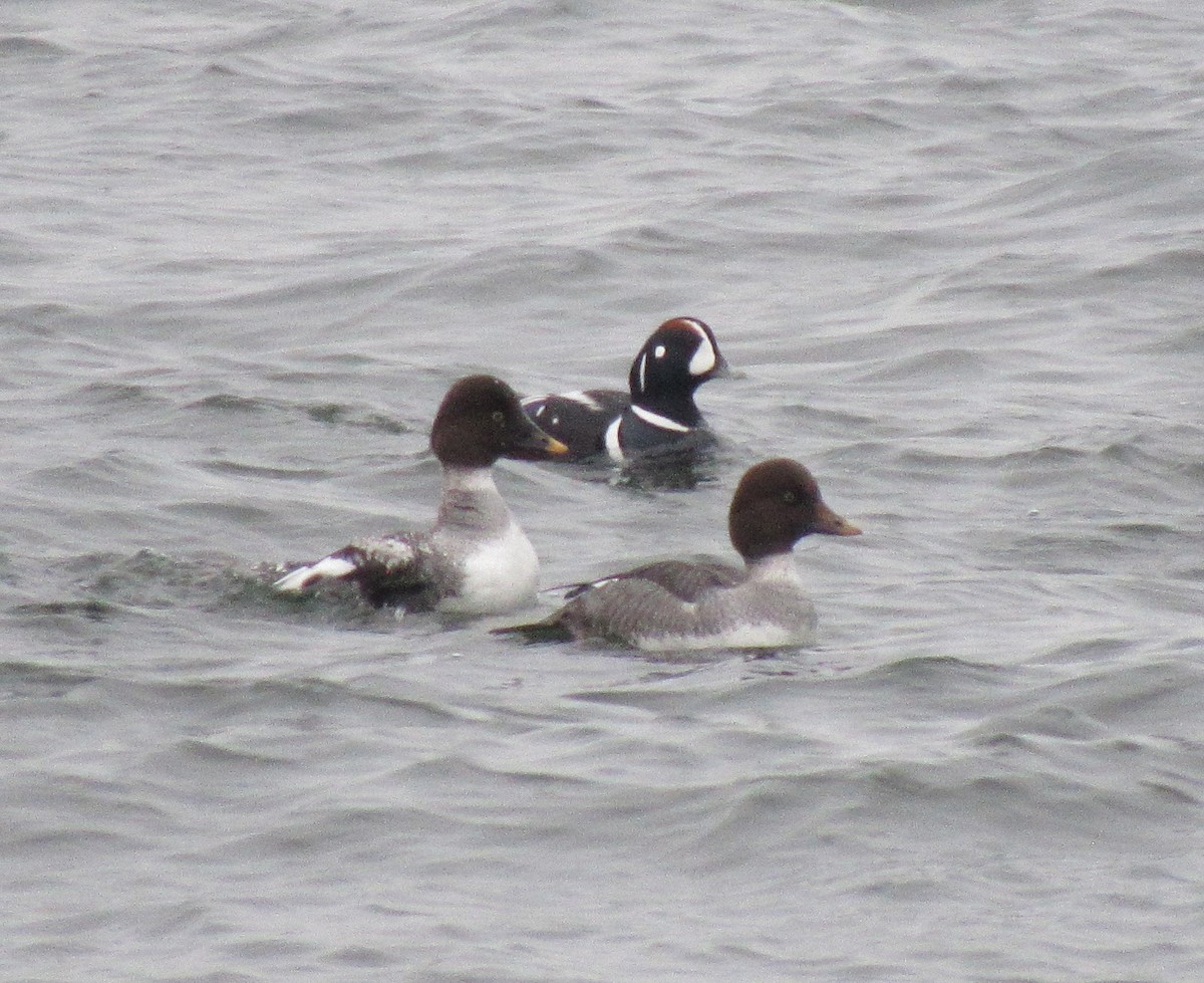 Harlequin Duck - The Vermont Birder Guy