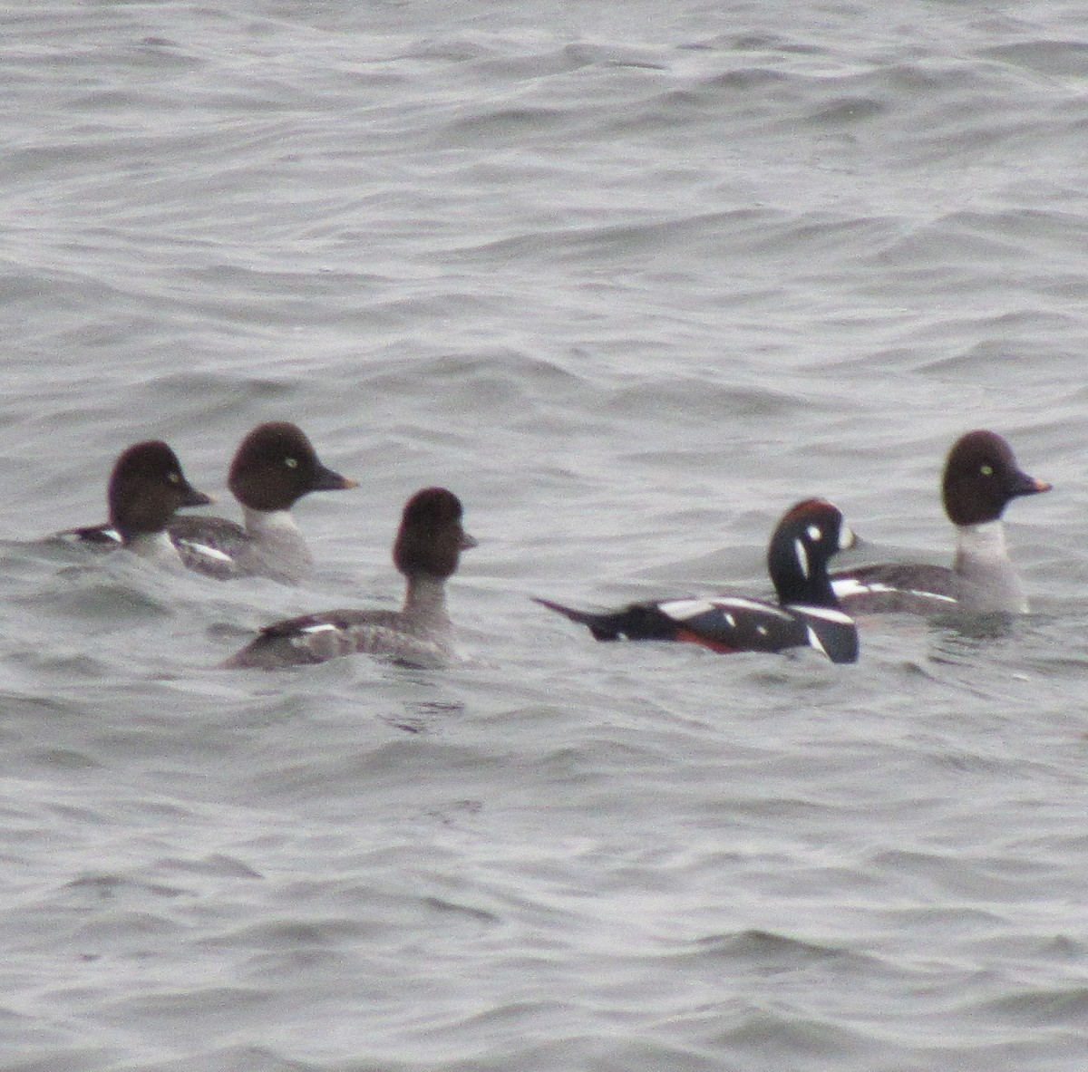 Harlequin Duck - ML613980857