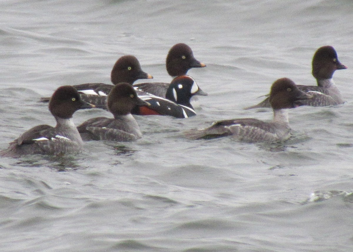 Harlequin Duck - The Vermont Birder Guy