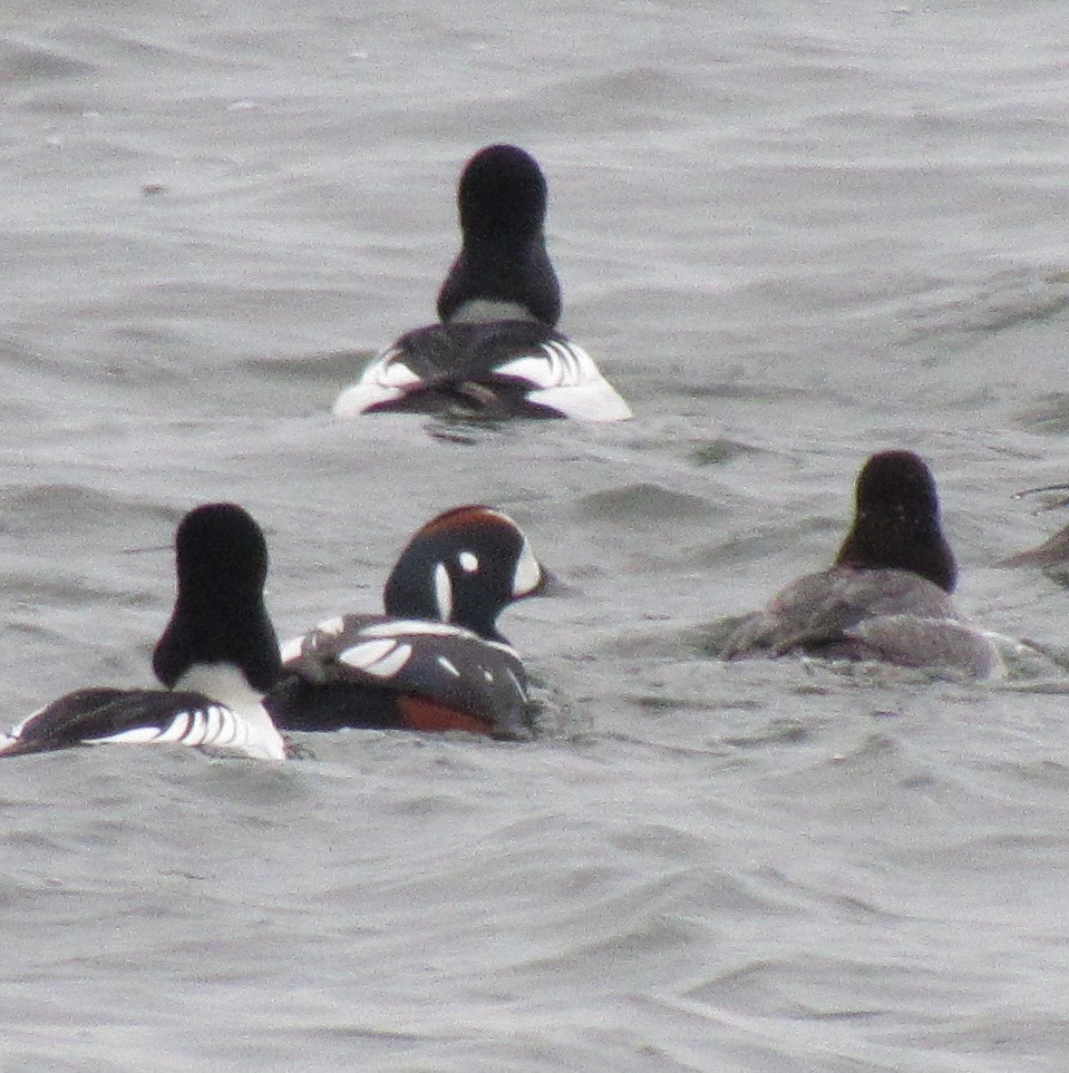 Harlequin Duck - The Vermont Birder Guy