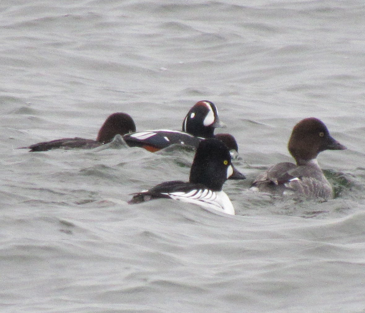 Harlequin Duck - The Vermont Birder Guy