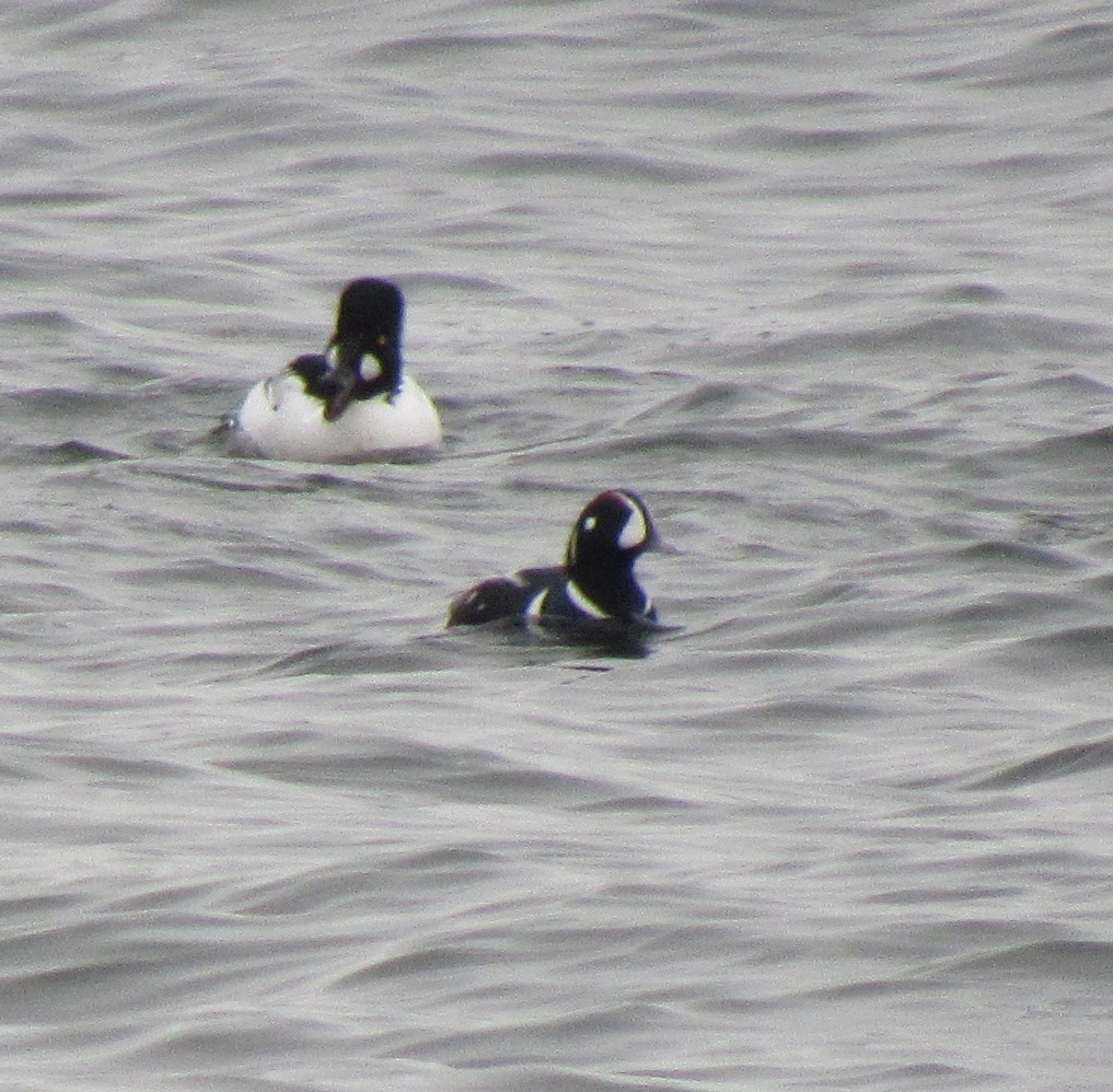 Harlequin Duck - ML613980863