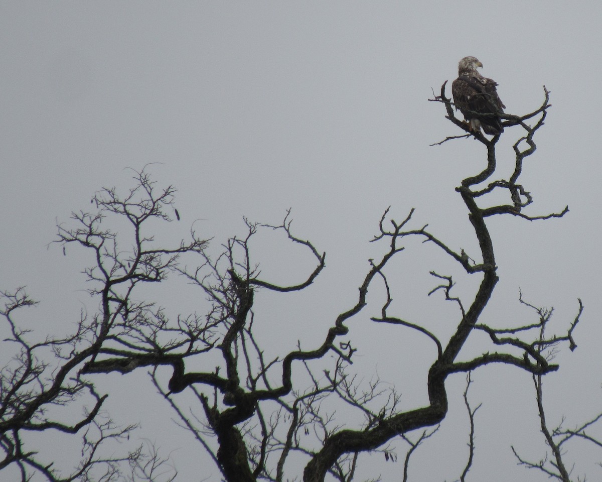 Bald Eagle - The Vermont Birder Guy