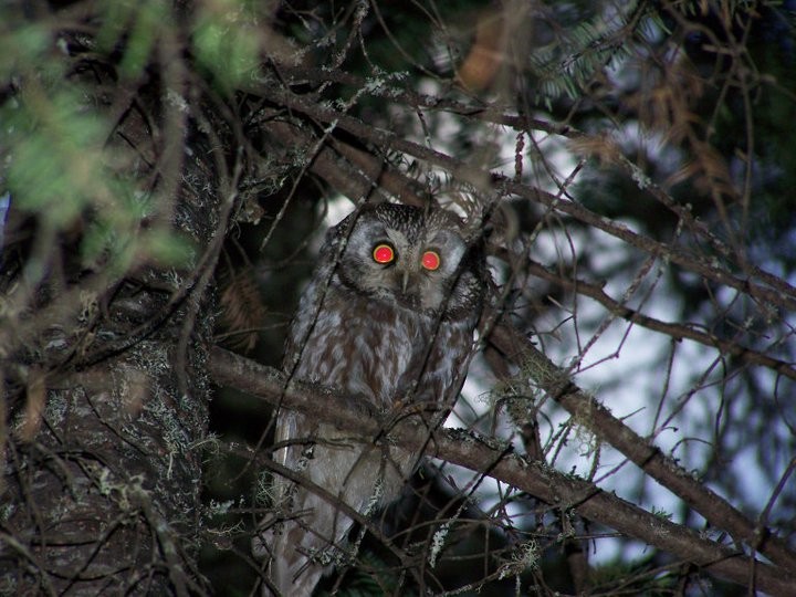 Boreal Owl - ML613981050