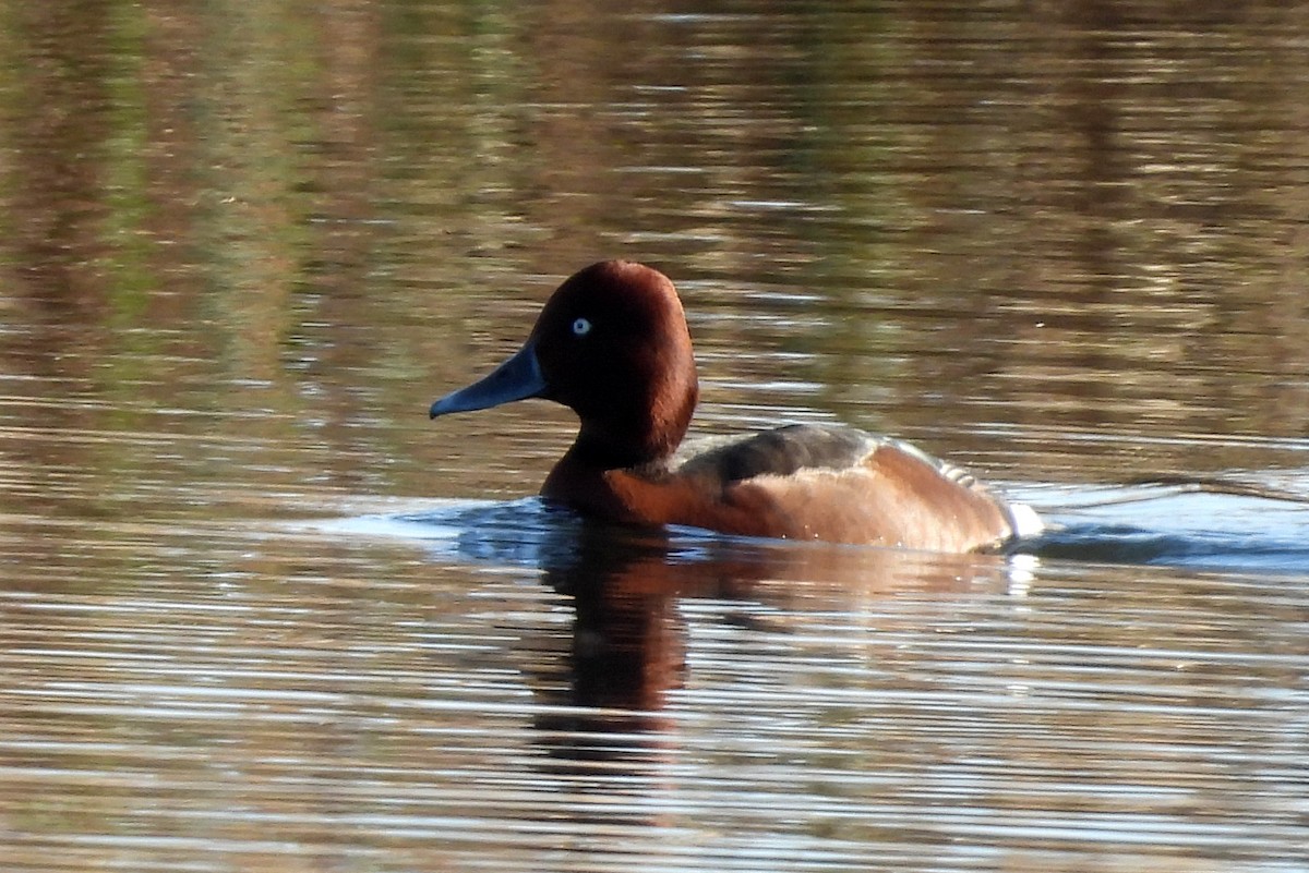 Ferruginous Duck - Daniel Santos