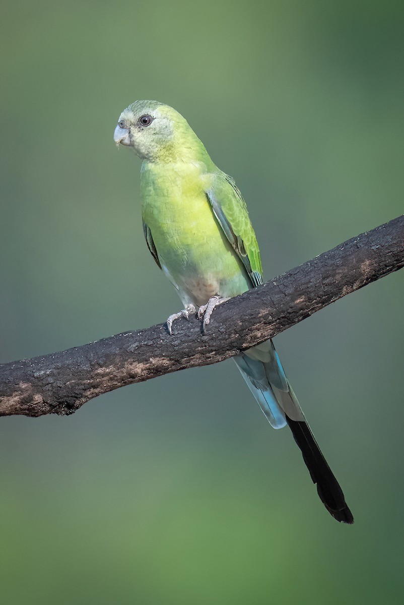 Golden-shouldered Parrot - James Hoagland